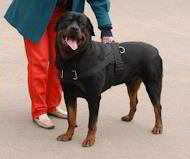 Any-Weather Nylon Rottweiler Harness for Tracking/Pulling