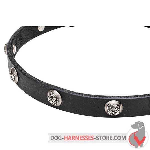 Studded Leather Dog Collar with Riveted Nickel Plated Hardware