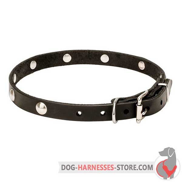 Studded Leather Dog Collar with Chrome Plated D-Shaped Ring