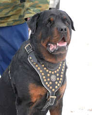 royal dog harness for rottweiler
