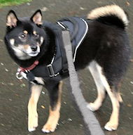 Nylon Pulling/Tracking Shiba Inu Harness with Side D-rings