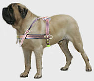 large dog harness for Old English Mastiff