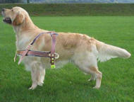 Tracking, pulling dog harness for Golden Retriever click here