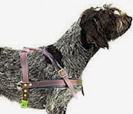 tracking leather dog harness for Wirehaired Pointing Griffon 