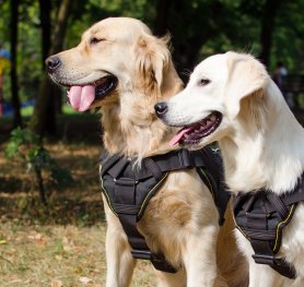Dog Harness Shop, Leather, Nylon, Pulling, Walking, Training Harnesses